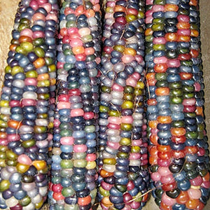 Pot for Sweet Rainbow Colorful Corn 20