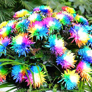 100pcs / pack rainbow chrysanthemum bonsai tree plant flower pot indoor bonsai home garden decoration